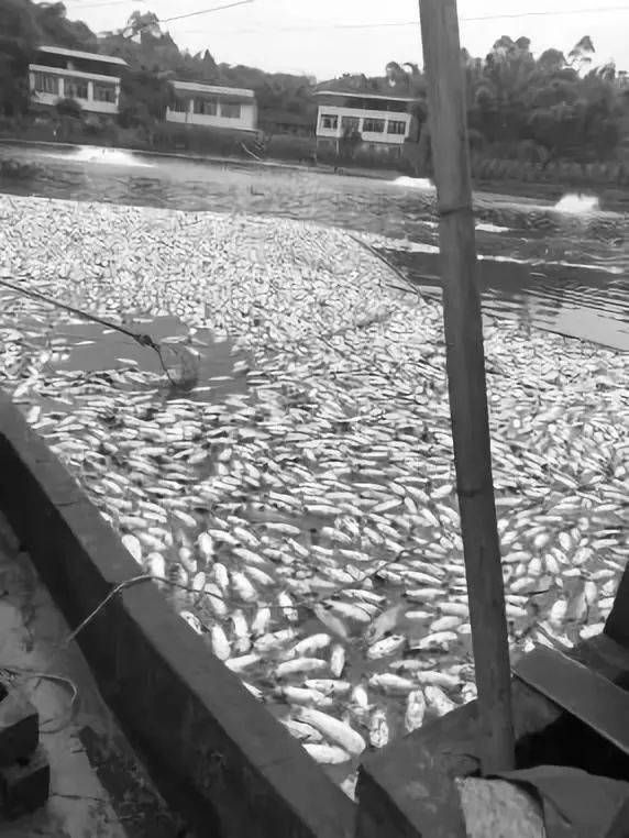 哪些藥物對特定魚種禁用