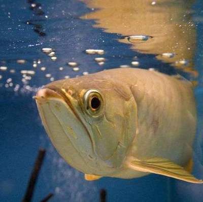 金龍魚一千萬（世界上最貴的紅金龍魚價值580萬元人民幣580萬元）