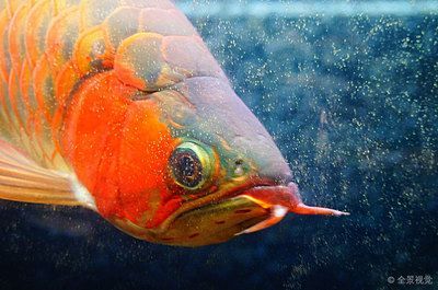 黃金龍魚圖片【黃金龍魚圖片分享】