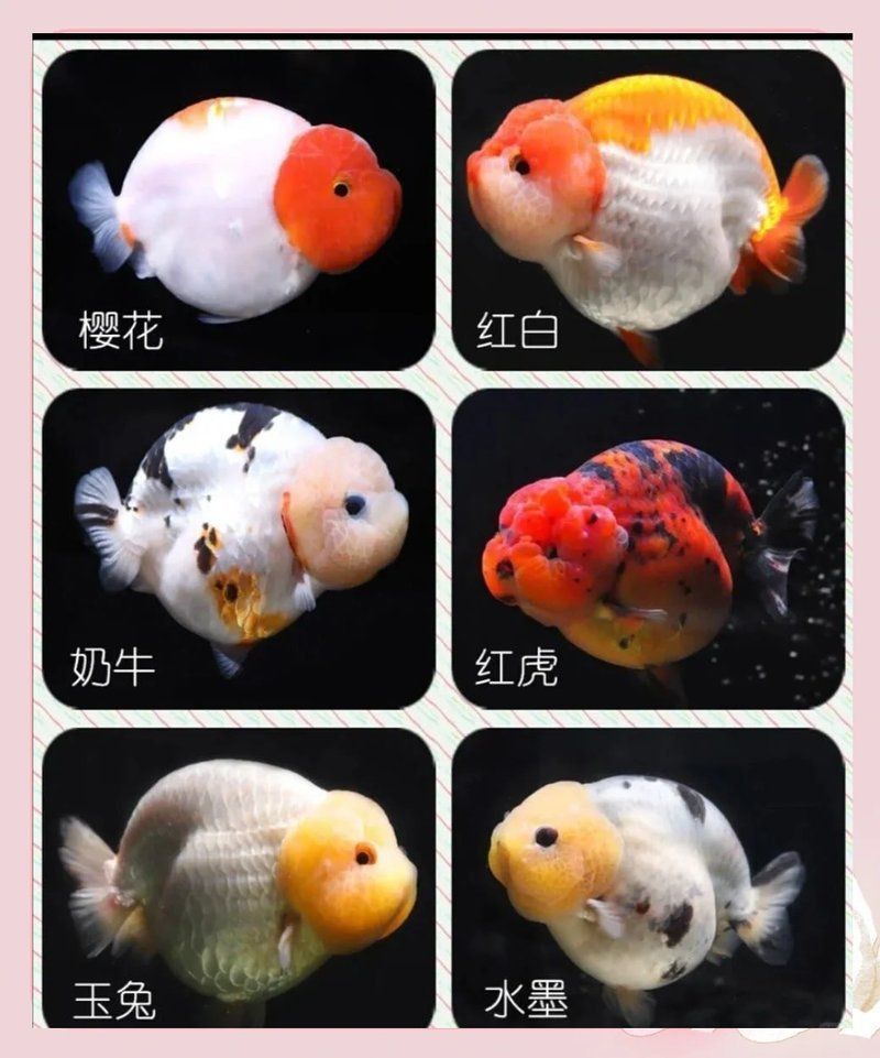 賽級金魚屬于什么檔次 賽級金魚屬于什么檔次 龍魚百科 第1張
