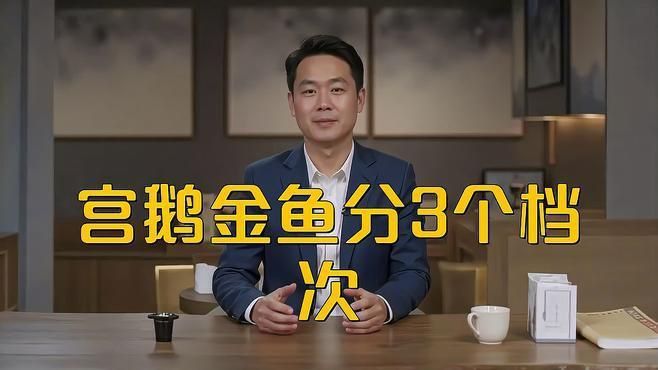 賽級金魚屬于什么檔次 賽級金魚屬于什么檔次 龍魚百科 第3張