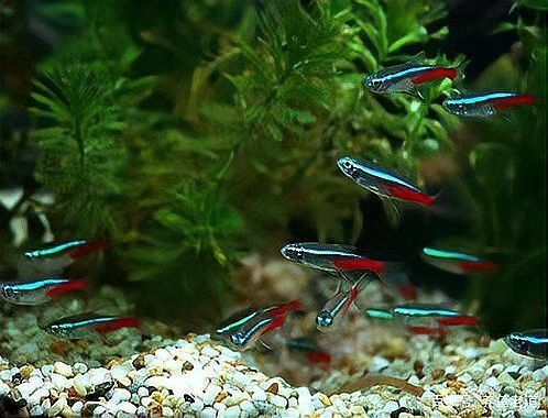 藍(lán)色的龍魚圖片大全欣賞