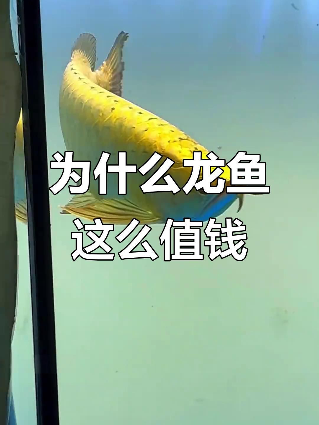 龍魚風水魚 龍魚風水魚 龍魚百科 第1張
