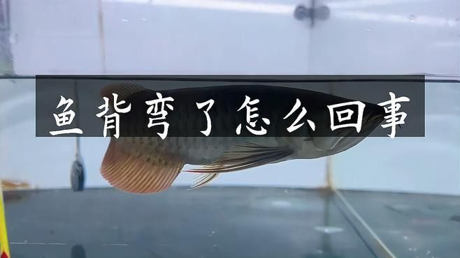 金龍魚疾病怎么治療好