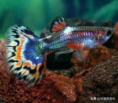 申古一型孔雀龍魚（孔雀龍魚的飼養(yǎng)技巧）