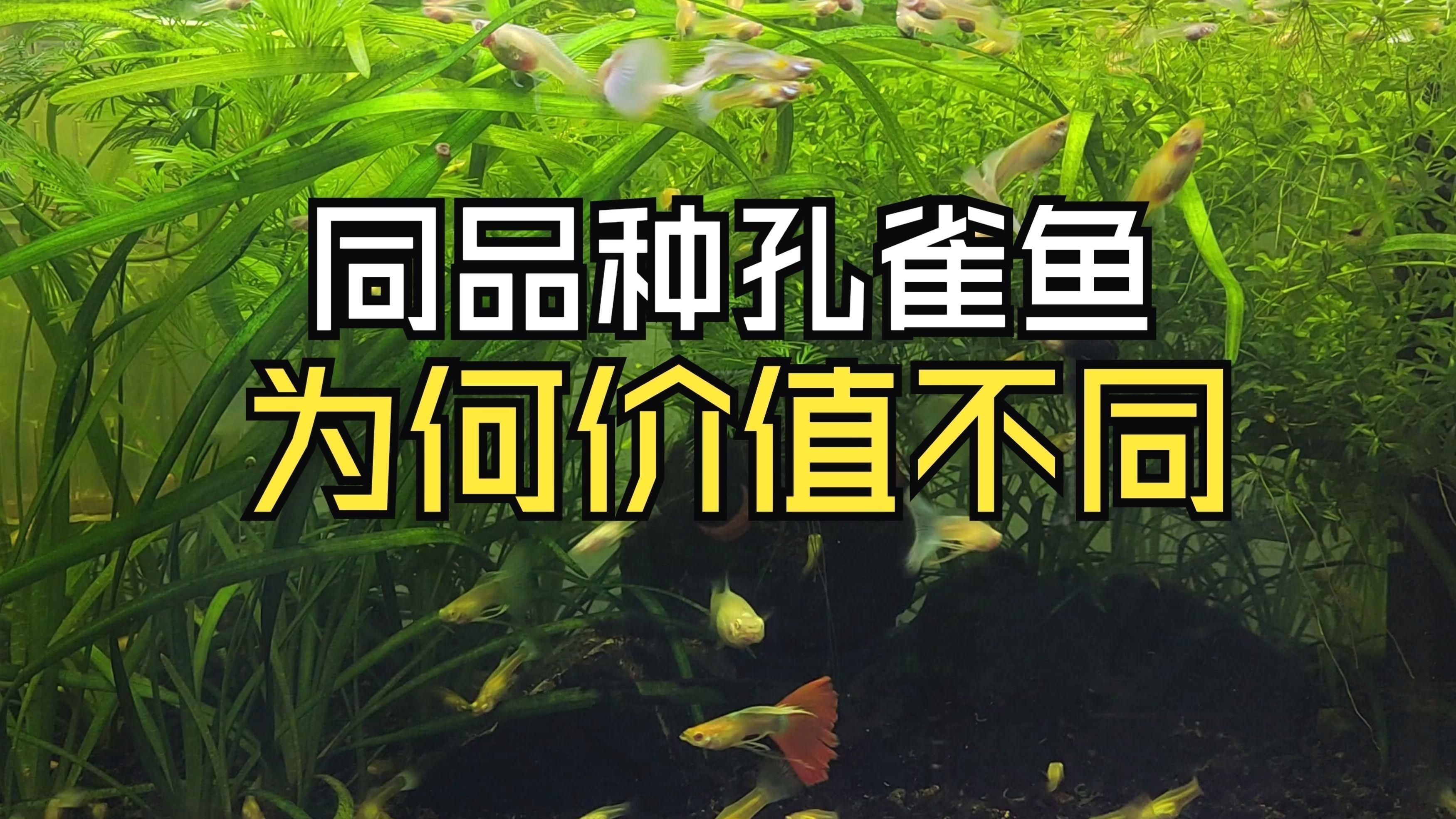 孔雀魚最不值錢的顏色 孔雀魚最不值錢的顏色 龍魚百科 第3張