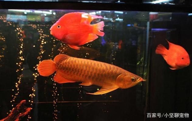 雪龍魚混養(yǎng)注意事項：雪龍魚混養(yǎng)的注意事項