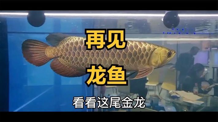 龍魚寓意的優美句子有哪些三年級：三年級龍魚寓意的優美句子有哪些三年級學生了解和學習