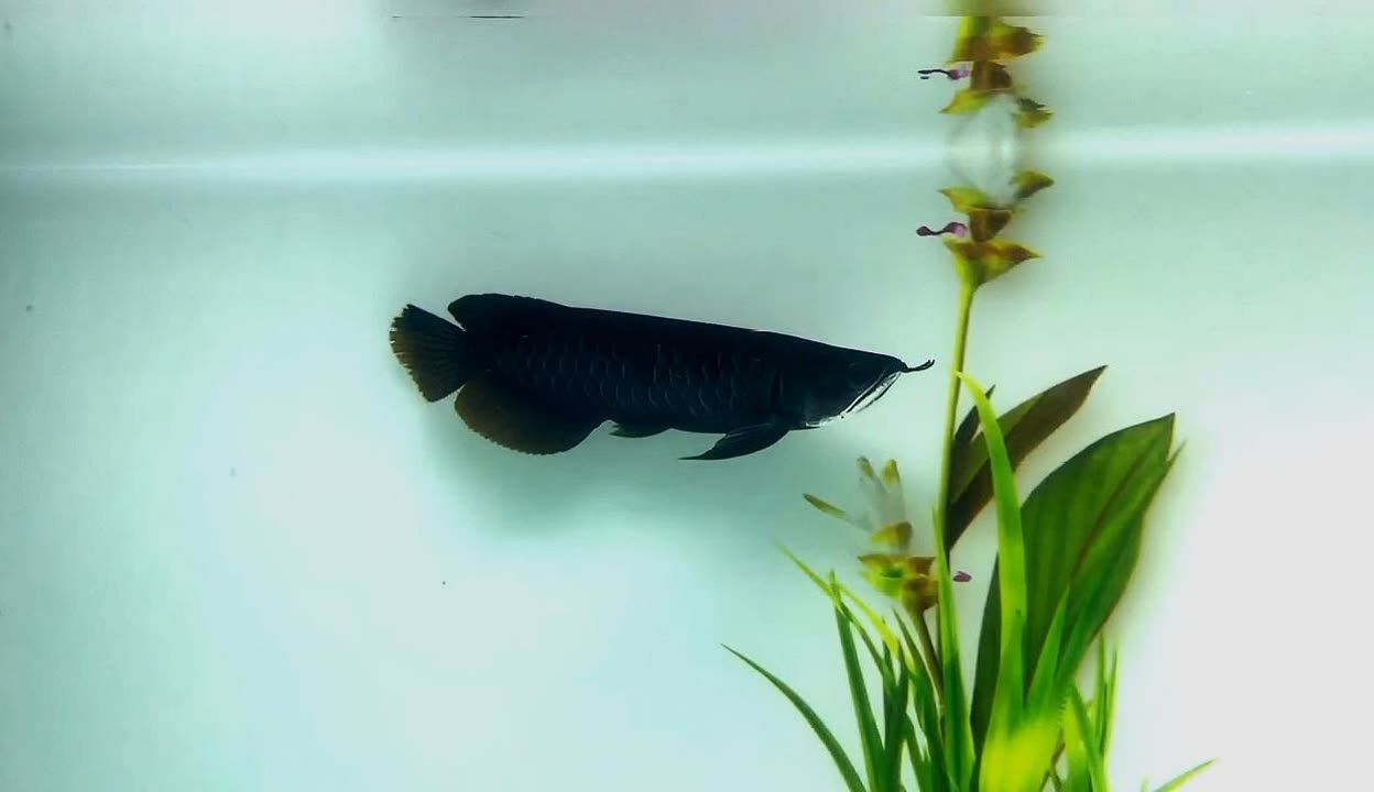黑龍魚可以和什么魚混養一起養殖：黑龍魚可以與什么魚混養一起養殖一起養殖黑龍魚