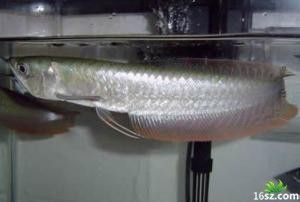 黑龍魚可以和什么魚混養一起養殖：黑龍魚可以與什么魚混養一起養殖一起養殖黑龍魚