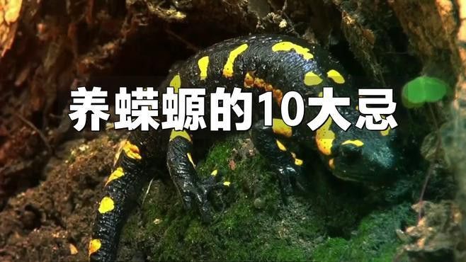 如何保持小火龍蠑螈的水溫穩定？