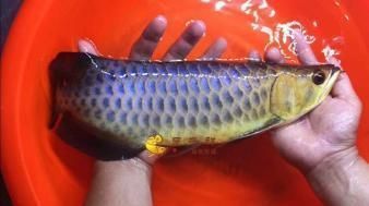 泰國虎魚水質監測方法， 泰國虎魚水質監測方法， 龍魚百科 第2張