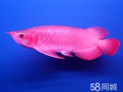 進口紅龍魚：進口紅龍魚的養(yǎng)殖需要注意什么？