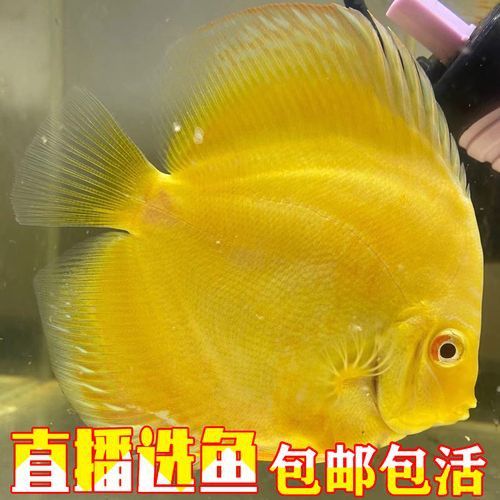赤瞳黃龍魚圖片高清 赤瞳黃龍魚圖片高清 龍魚百科 第6張