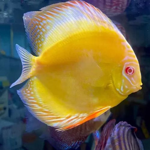 赤瞳黃龍魚圖片高清 赤瞳黃龍魚圖片高清 龍魚百科 第5張