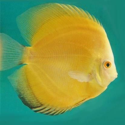 赤瞳黃龍魚圖片高清 赤瞳黃龍魚圖片高清 龍魚百科 第4張