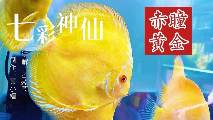 赤瞳黃龍魚圖片高清 赤瞳黃龍魚圖片高清 龍魚百科 第12張