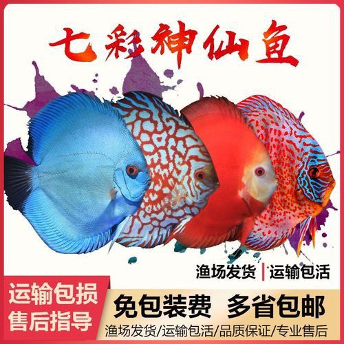 赤瞳黃龍魚圖片高清 赤瞳黃龍魚圖片高清 龍魚百科 第9張