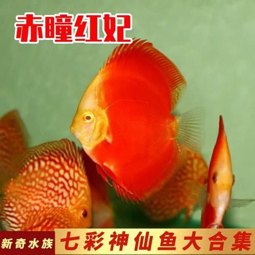 赤瞳黃龍魚圖片高清 赤瞳黃龍魚圖片高清 龍魚百科 第13張