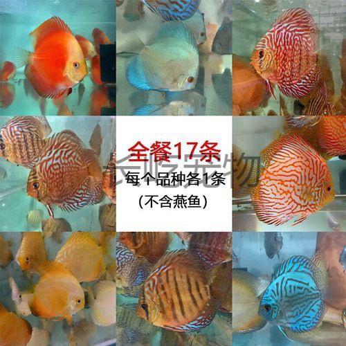 赤瞳黃龍魚圖片高清 赤瞳黃龍魚圖片高清 龍魚百科 第18張