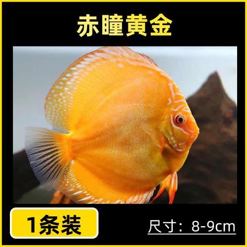 赤瞳黃龍魚圖片高清 赤瞳黃龍魚圖片高清 龍魚百科 第17張
