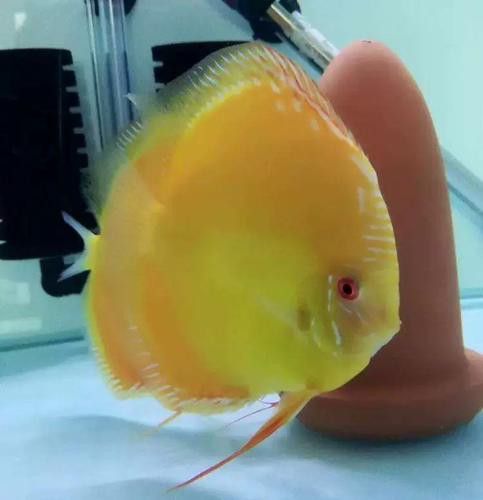 赤瞳黃龍魚圖片高清 赤瞳黃龍魚圖片高清 龍魚百科 第14張