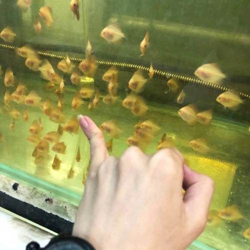 赤瞳黃龍魚圖片高清 赤瞳黃龍魚圖片高清 龍魚百科 第23張