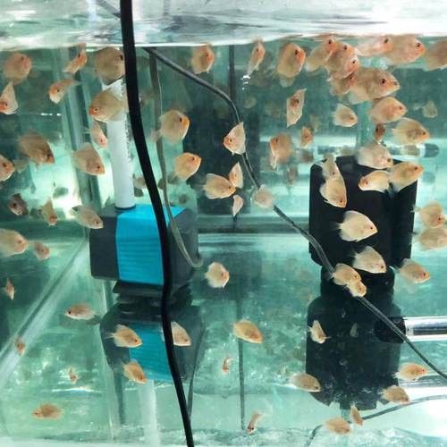 赤瞳黃龍魚圖片高清 赤瞳黃龍魚圖片高清 龍魚百科 第21張