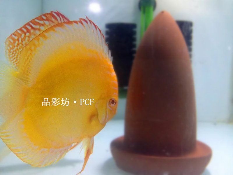 赤瞳黃龍魚圖片高清 赤瞳黃龍魚圖片高清 龍魚百科 第25張