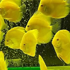 赤瞳黃龍魚圖片高清 赤瞳黃龍魚圖片高清 龍魚百科 第24張