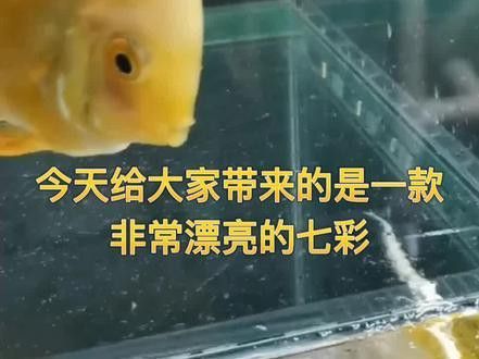 赤瞳黃龍魚圖片高清 赤瞳黃龍魚圖片高清 龍魚百科 第26張