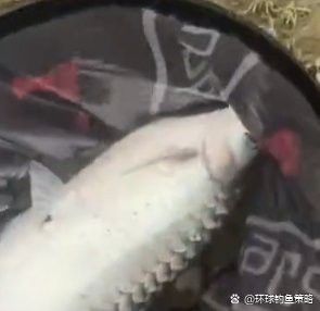 赤瞳黃龍魚圖片高清 赤瞳黃龍魚圖片高清 龍魚百科 第28張