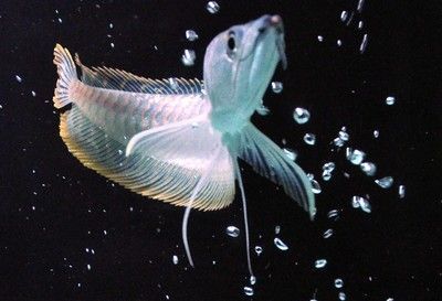 魚缸需要徹底換水嗎視頻教程（魚缸換水最佳時間如何自制硝化細菌魚缸換水工具） 魚缸需要徹底換水嗎視頻教程（魚缸換水最佳時間如何自制硝化細菌魚缸換水工具） 龍魚百科 第5張