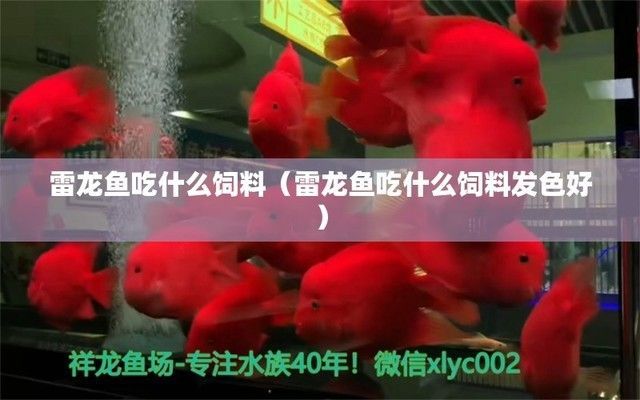 雷龍魚飼料中的高蛋白來源：如何判斷雷龍魚飼料質(zhì)量優(yōu)劣