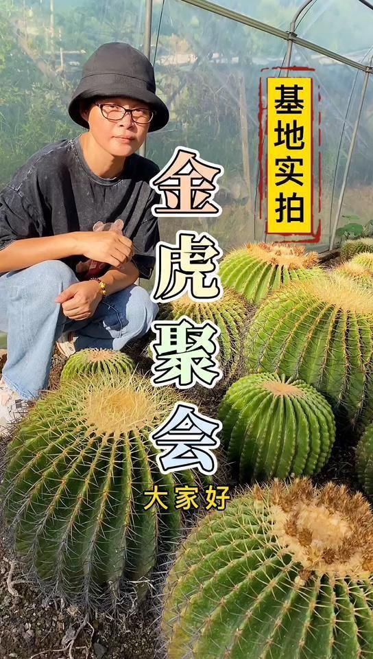 金虎有多少種