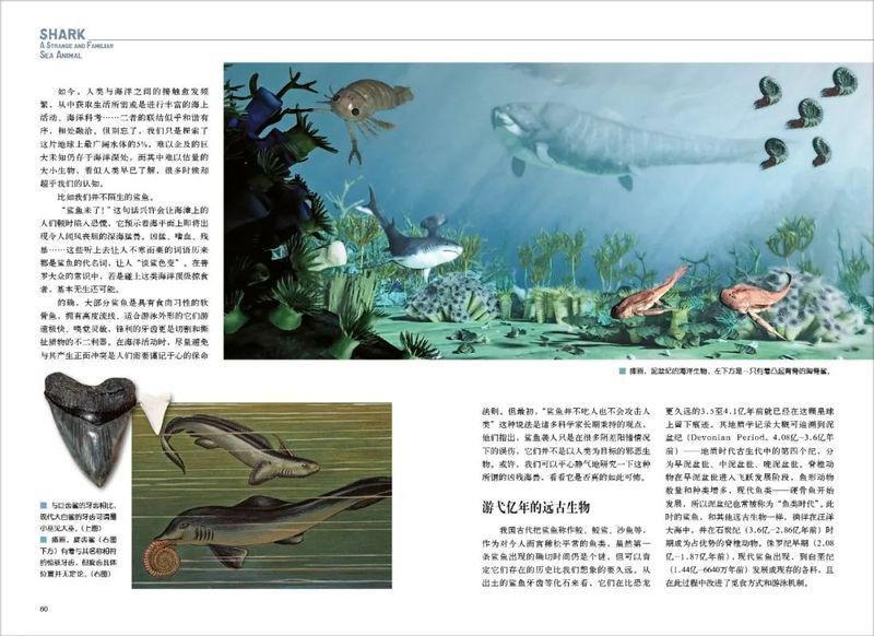 裂口鯊