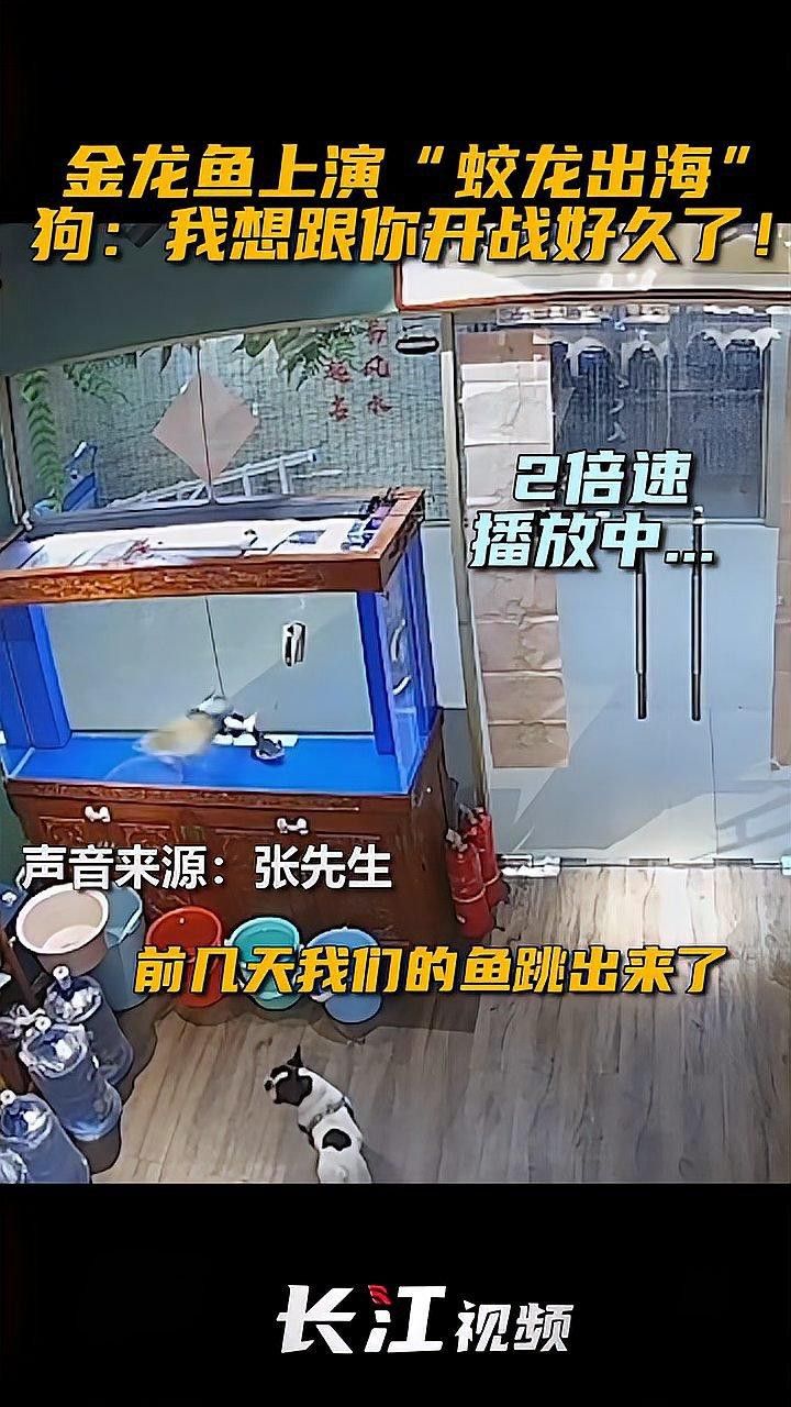 如何拍攝金龍魚游動視頻？