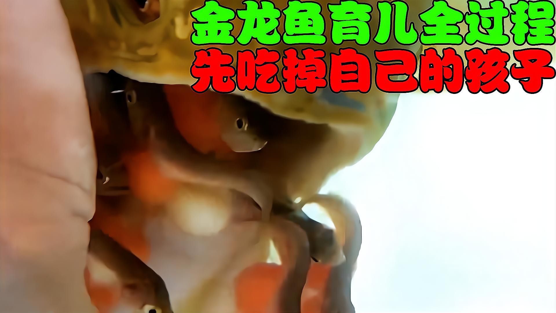 如何拍攝金龍魚游動視頻？