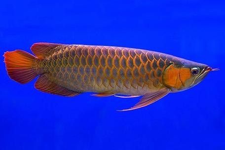 有沒有高清的紅龍魚圖片？