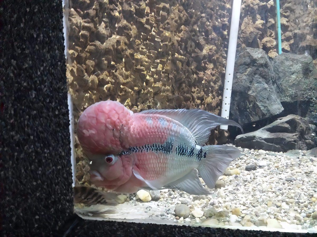 六角龍魚身上白斑的原因