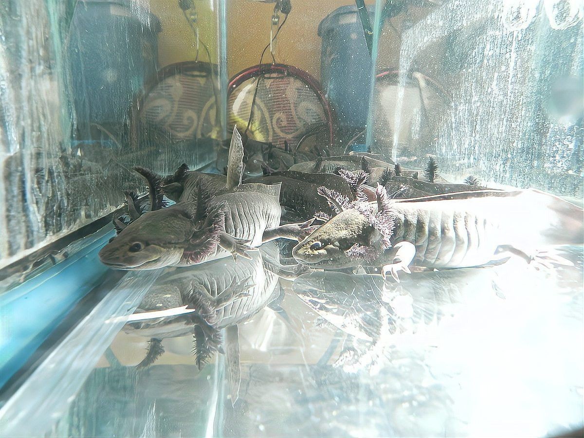 為什么恐龍魚不吃東西只吃水呢 為什么恐龍魚不吃東西只吃水呢 龍魚百科 第2張
