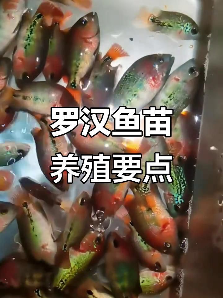 羅漢魚苗怎么養 羅漢魚苗怎么養 龍魚百科 第4張