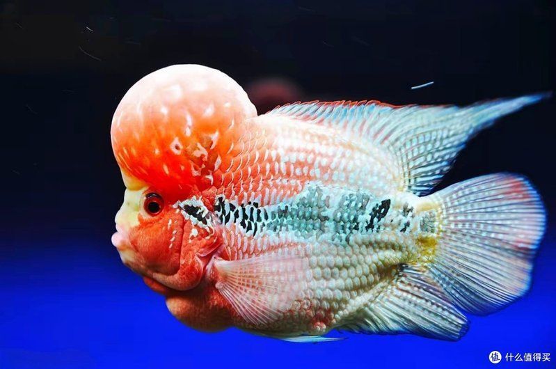 羅漢魚苗怎么養 羅漢魚苗怎么養 龍魚百科 第9張