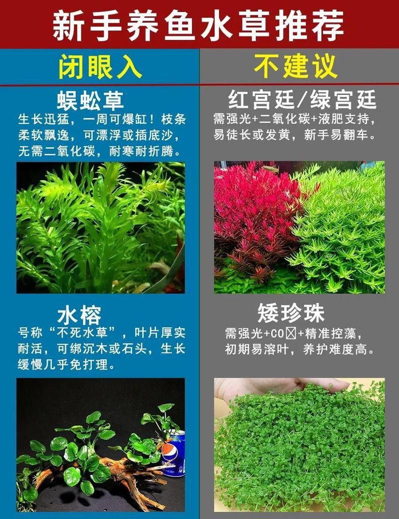 有哪些水草適合與小火龍混養？