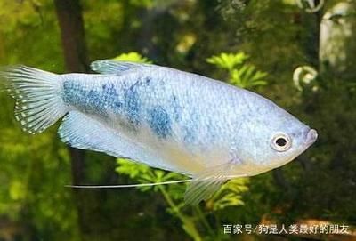 龍魚吃食物為什么要吐泡沫：龍魚吃食物后為什么要吐泡沫？
