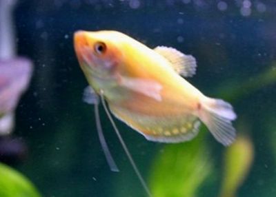 龍魚吃食物為什么要吐泡沫：龍魚吃食物后為什么要吐泡沫？