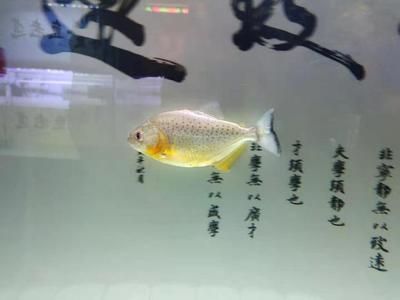 龍魚水質檢測哪些不合格：龍魚水質檢測不合格項目如何改善水質顯得尤為重要
