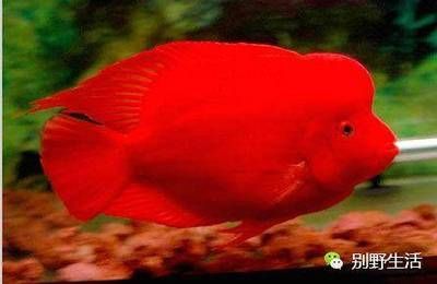 招財魚與鸚鵡魚混養需要注意以下幾點：一條招財魚配幾條鸚鵡魚 招財魚與鸚鵡魚混養需要注意以下幾點：一條招財魚配幾條鸚鵡魚 龍魚百科 第1張