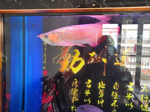給我推薦一些性價比高的印尼紅龍品種