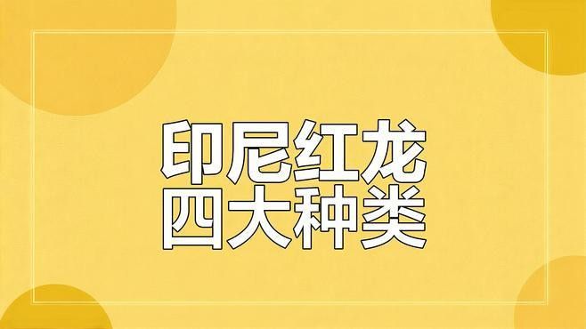 給我推薦一些性價(jià)比高的印尼紅龍品種